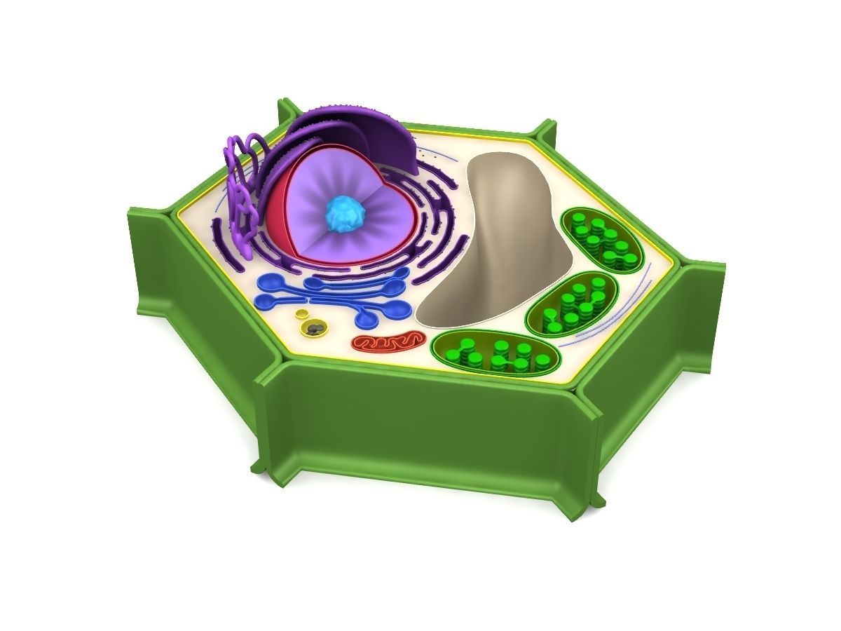 plant cell diagram - Class 6 - Quizizz