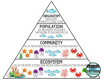 Levels of the Ecosystem