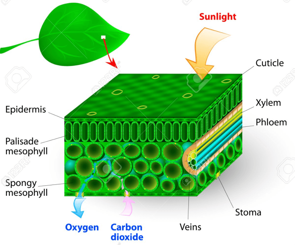 Photosynthesis | Quizizz