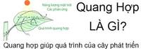 quang hợp - Lớp 1 - Quizizz