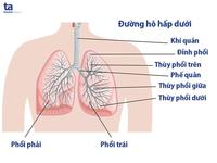 Diện tích các hình ghép - Lớp 11 - Quizizz