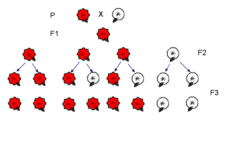 Prawdopodobieństwo - Klasa 3 - Quiz