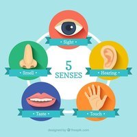 The 5 Senses - Class 4 - Quizizz