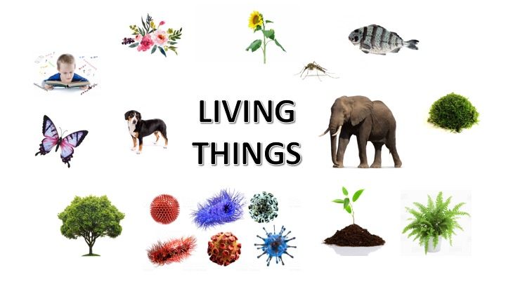 Topic 1 Living Things in the Biosphere