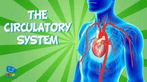 Human circulatory system | 1.6K plays | Quizizz