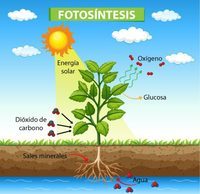 fotosíntesis - Grado 2 - Quizizz