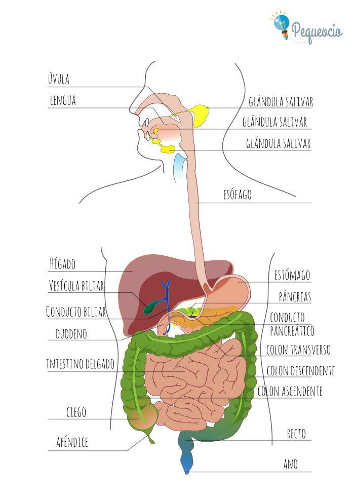 Sistema digestivo | Biology - Quizizz