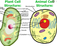 plant and animal cell - Grade 9 - Quizizz