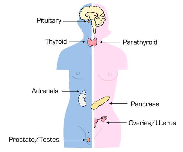 แบบทดสอบ เรื่อง ฮอร์โมน | Human Anatomy Quiz - Quizizz