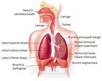 respirasi seluler - Kelas 10 - Kuis