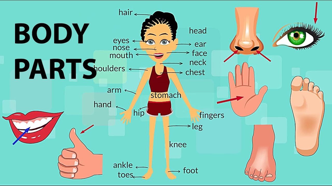 body-parts-quiz