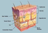 tissues - Grade 9 - Quizizz