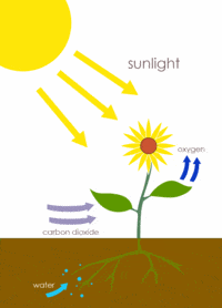 photosynthesis - Grade 3 - Quizizz