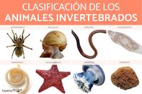 vertebrados e invertebrados - Grado 4 - Quizizz