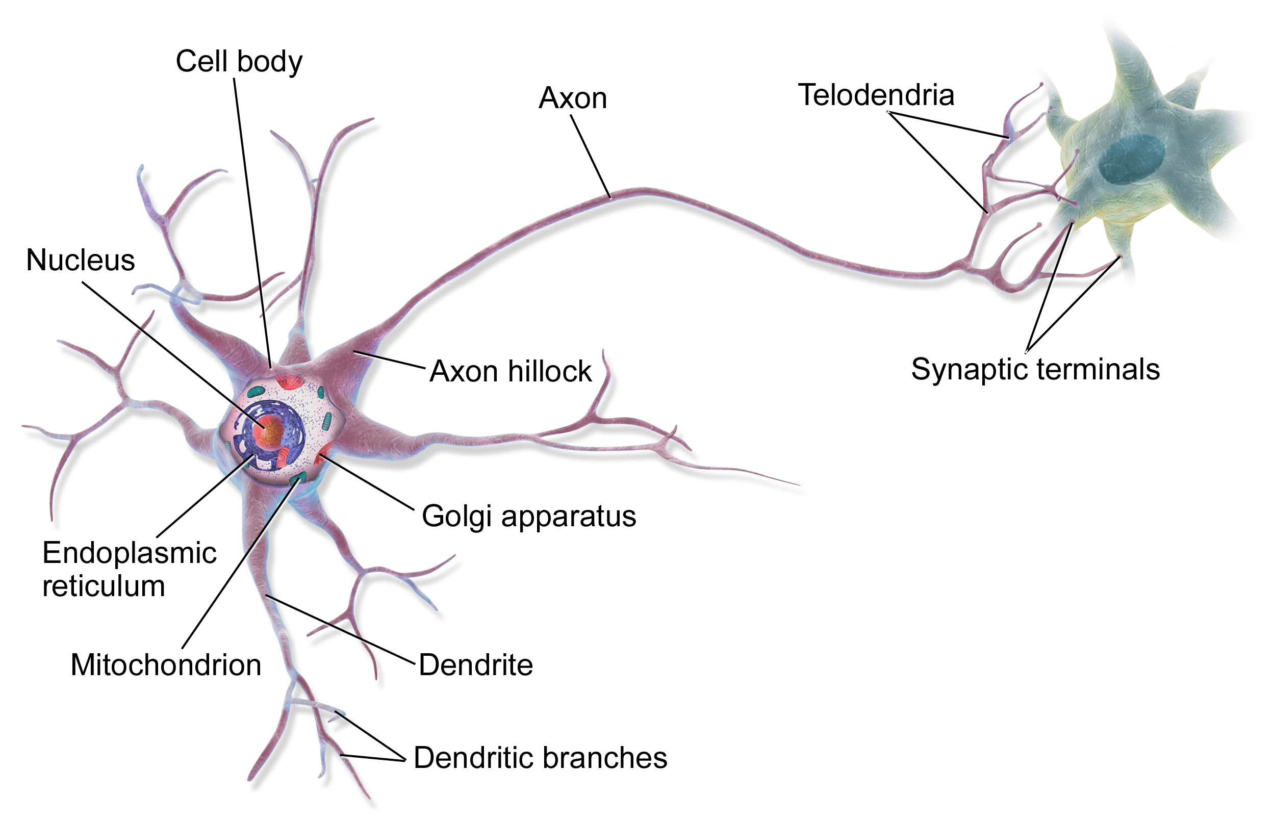 Histologi Saraf-SS