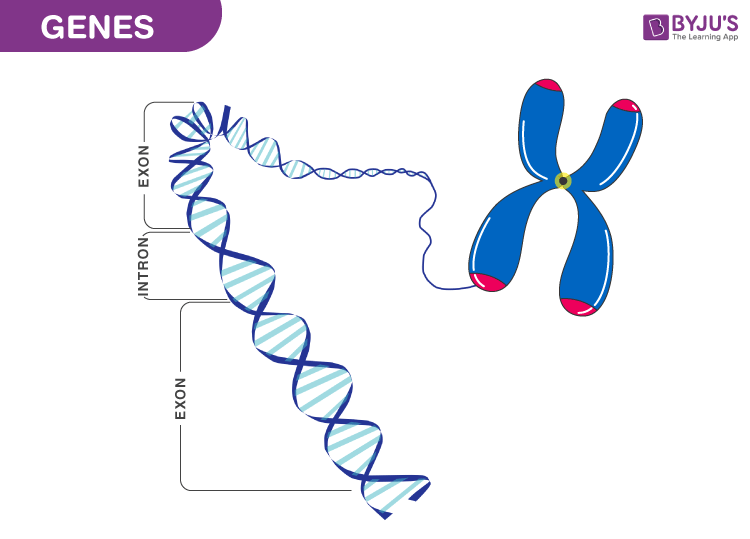 di truyền phi Mendel - Lớp 9 - Quizizz