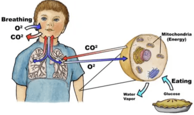 respiración celular - Grado 6 - Quizizz