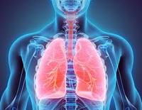 the circulatory and respiratory systems - Class 9 - Quizizz