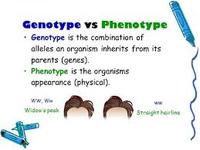 genetics vocabulary genotype and phenotype - Year 12 - Quizizz