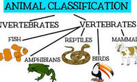 vertebrates and invertebrates - Class 5 - Quizizz