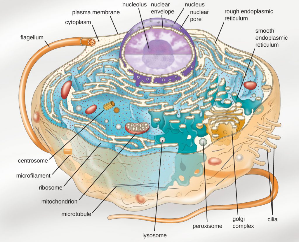 structure of a cell - Class 6 - Quizizz