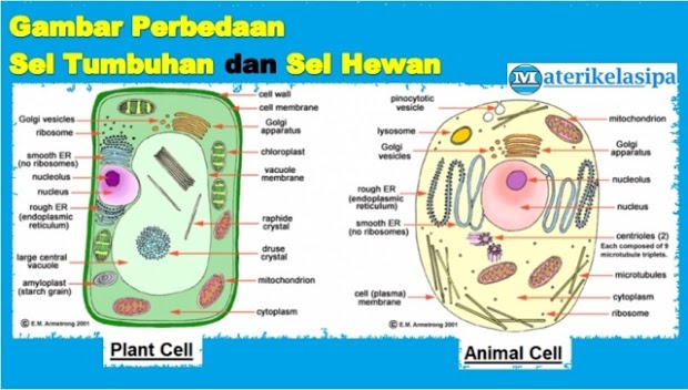 tubuh makhluk hidup yang terdiri atas satu sel disebut