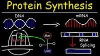 rna and protein synthesis - Class 7 - Quizizz