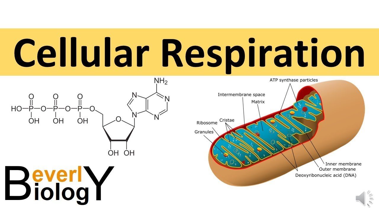 Cell Respiration 2022