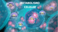 metabolismo - Grado 8 - Quizizz