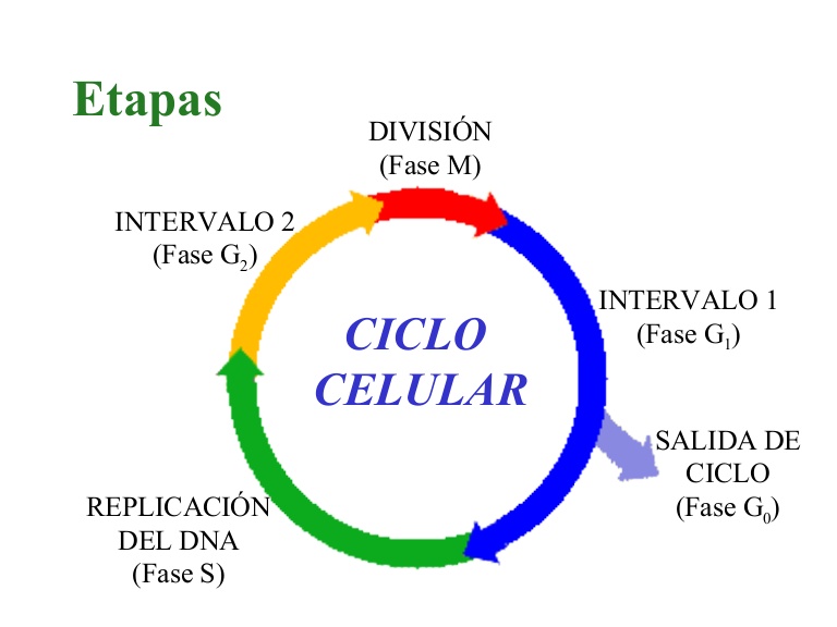 El ciclo celular y la mitosis. - Grado 5 - Quizizz