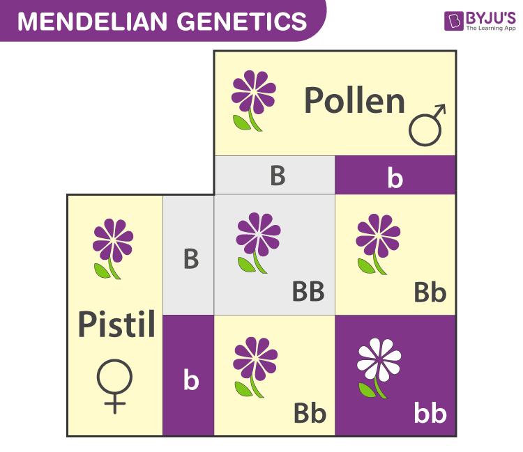 mendelian-and-non-mendelian-test-questions-answers-for-quizzes-and