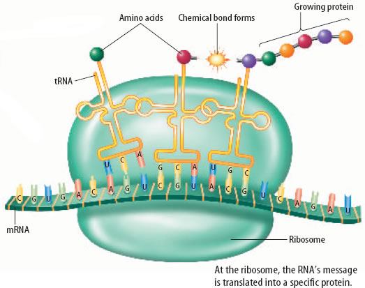 RNA and Protein Synthesis | 1.3K plays | Quizizz