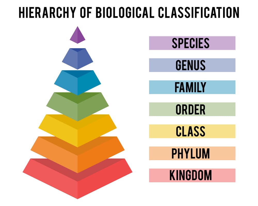 Classification-Flocabulary | 246 Plays | Quizizz