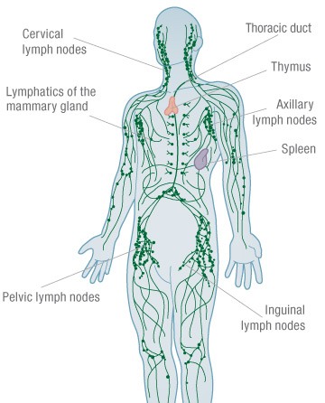 The Lymphatic System | Human Anatomy Quiz - Quizizz