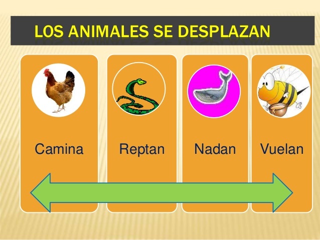 Los Animales Se Desplazan Quizizz