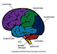 the nervous and endocrine systems Flashcards - Quizizz