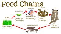 food chain - Class 1 - Quizizz