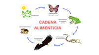 cadena de comida - Grado 5 - Quizizz