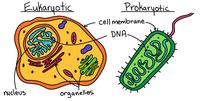 prokaryotes and eukaryotes - Year 6 - Quizizz