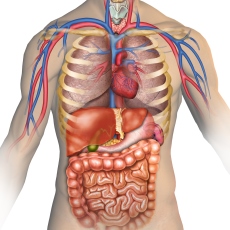 Cartões de anatomia - Série 3 - Questionário