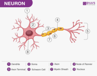 the nervous and endocrine systems - Class 7 - Quizizz