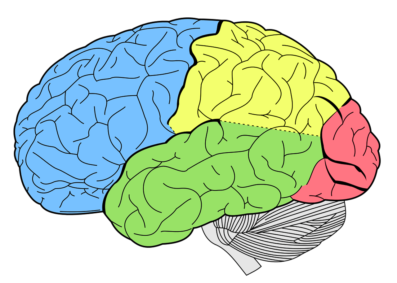 Lobes of the brain