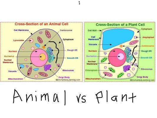 Plant vs. Animal Cells | Quizizz