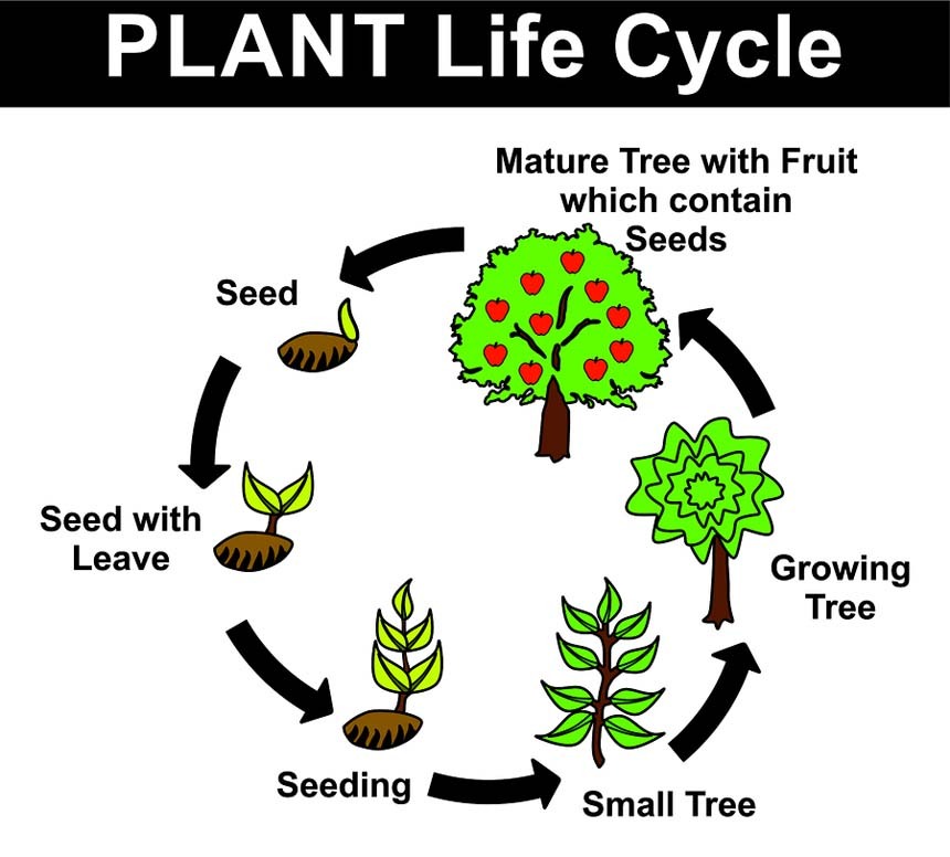 elements-of-life-practice-questions-quizizz