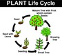 Plant Life Cycles and Adaptations