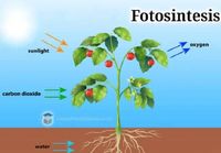 fotosintesis - Kelas 7 - Kuis
