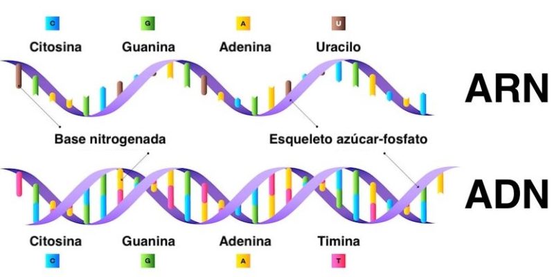 síntesis de arn y proteínas - Grado 9 - Quizizz