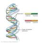 DNA and DNA Replication 