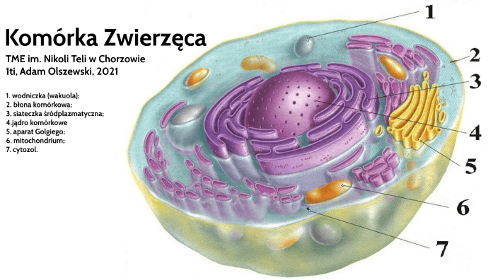 podział komórek Fiszki - Quizizz