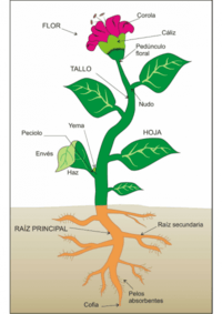 partes da planta e suas funções - Série 3 - Questionário